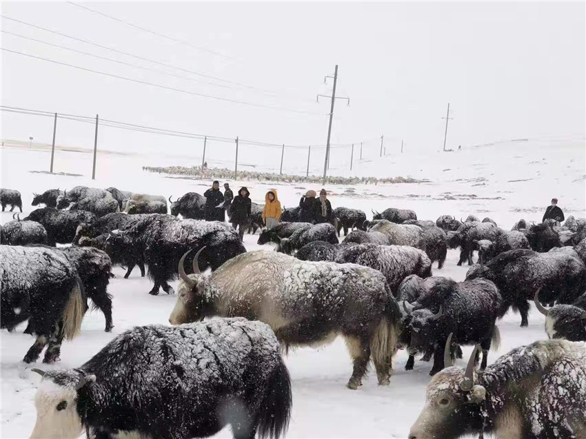 地處“云端之上”生命禁區(qū)“的農(nóng)行石渠支行80后青年益西多吉說”今年疫情流行，大伙冒雪下鄉(xiāng)送金融服務(wù)，新年首日就為農(nóng)戶發(fā)放了3000多萬元，點亮百姓牦牛致富夢，疫情終將過去，筑夢春天，我們協(xié)力點燃牧民發(fā)展信心“.jpg